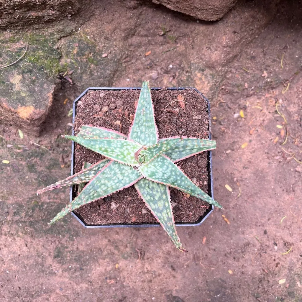 Aloe Bright Star Succulent Plant