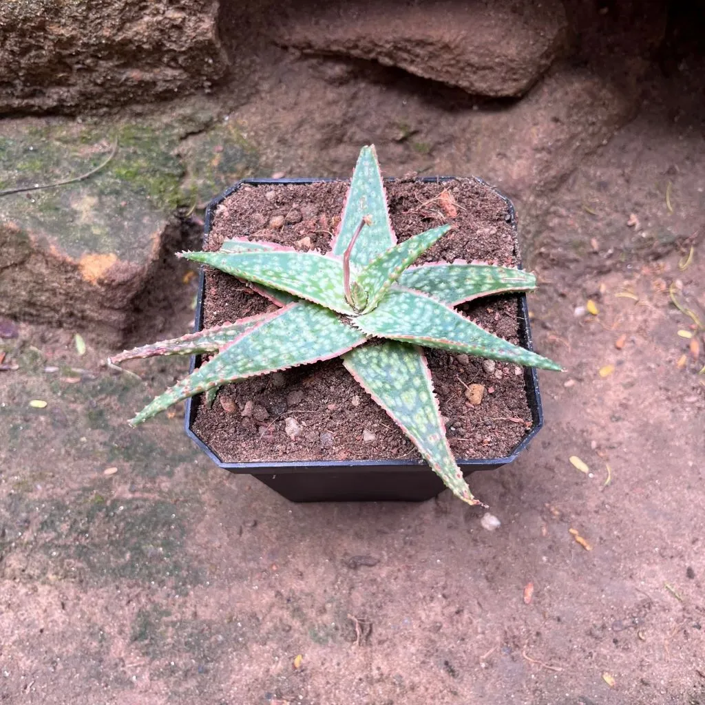 Aloe Bright Star Succulent Plant