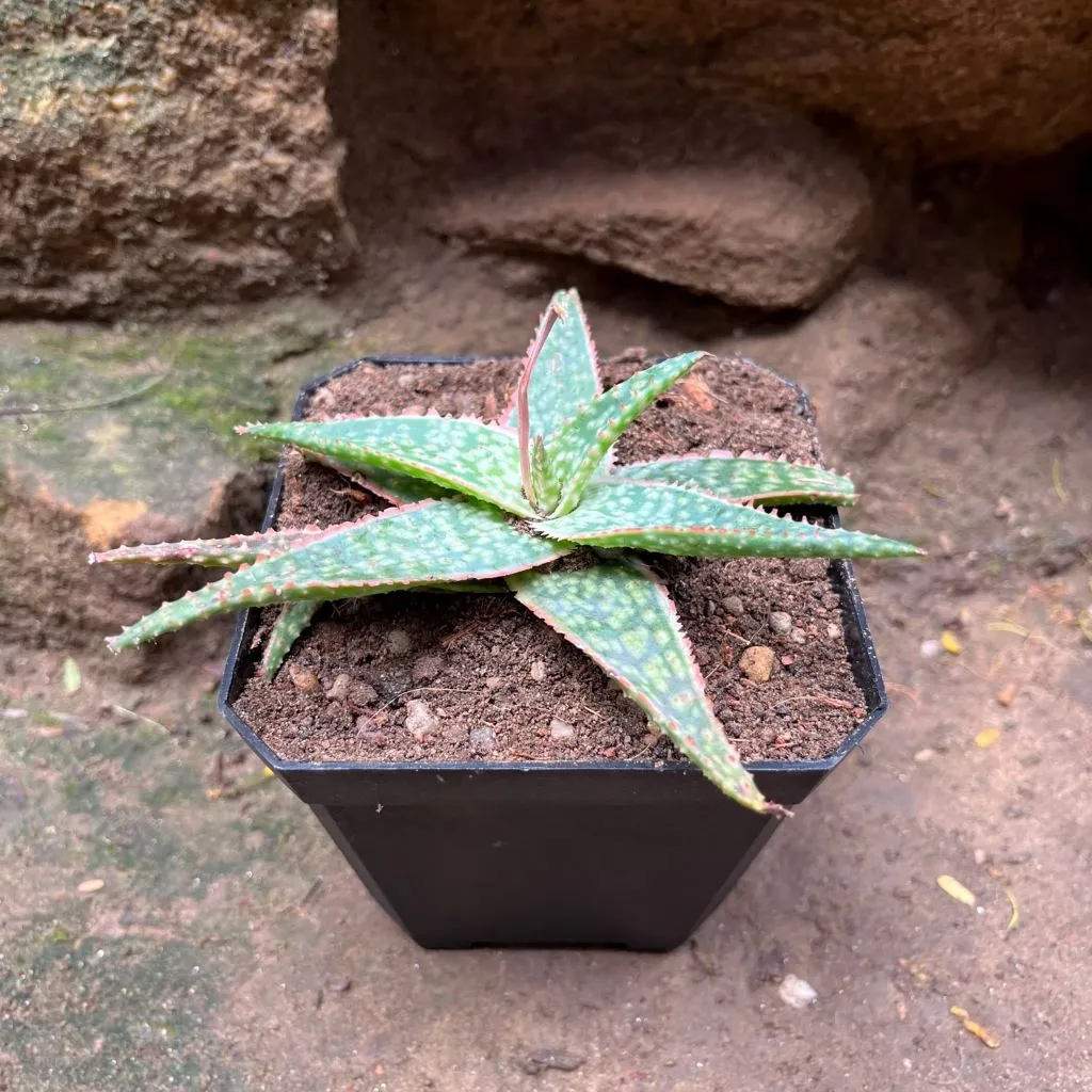 Aloe Bright Star Succulent Plant