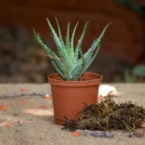 Aloe Humilis Succulent Plant