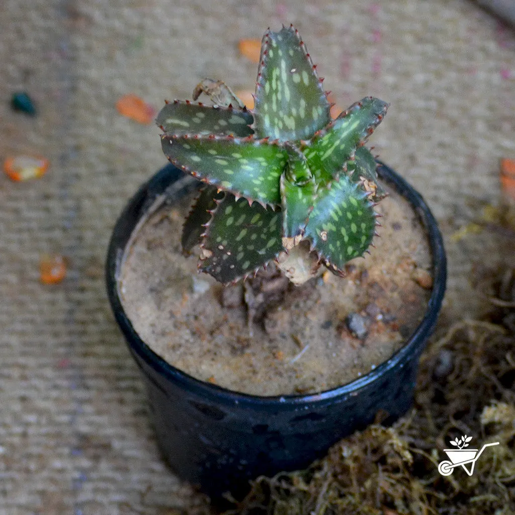 Aloe Jucunda Succulent Plant