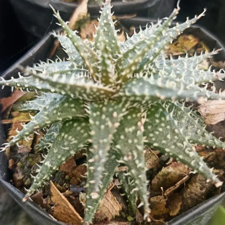 Aloe Pepe Succulent Plant