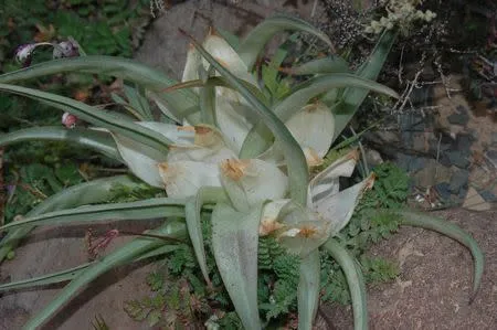 Colchicum capense ssp ciliolatum - Indigenous South African Bulb - 10 Seeds