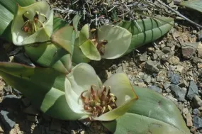 Colchicum coloratum ssp burchelii - Indigenous South African Bulb - 10 Seeds