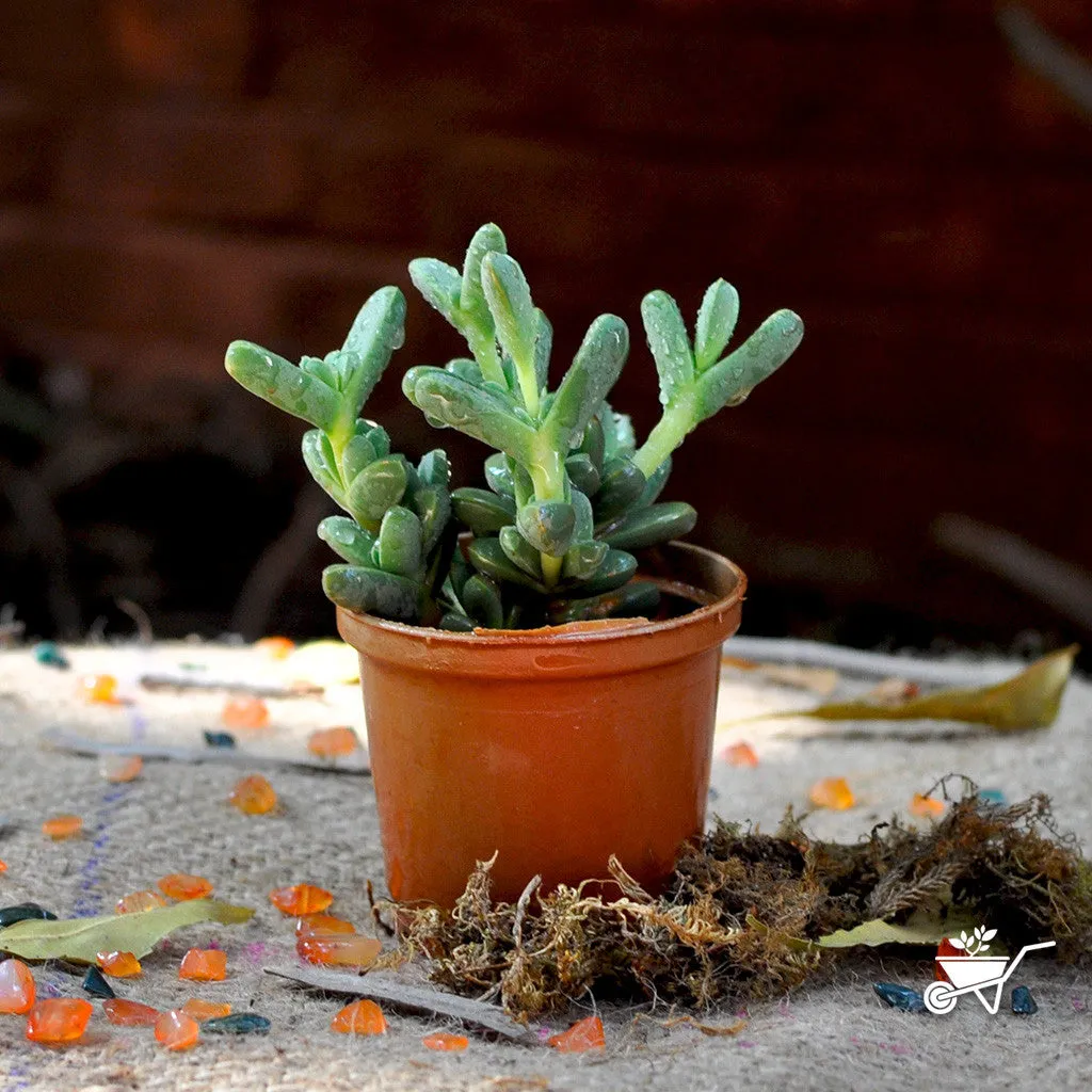 Corpuscularia Lehmanni Succulent Plant