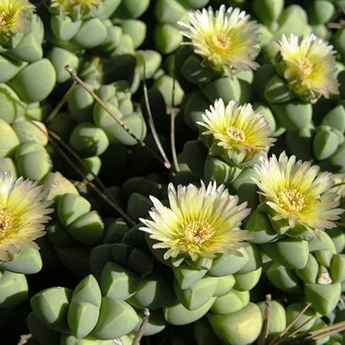 Corpuscularia Lehmanni Succulent Plant