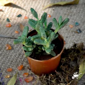 Corpuscularia Lehmanni Succulent Plant