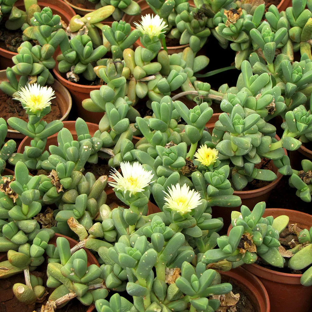 Corpuscularia Lehmanni Succulent Plant