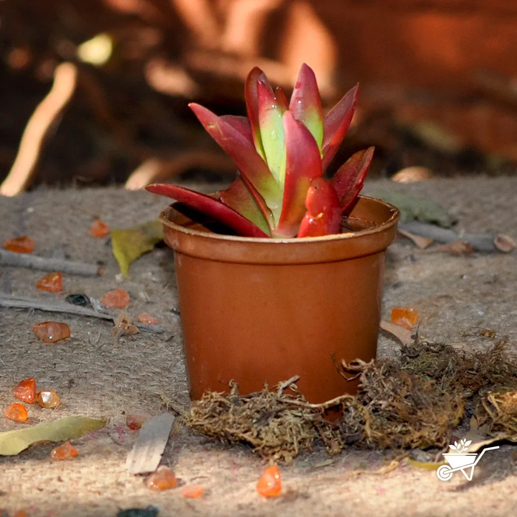 Crassula Capitella Campfire Succulent Plant