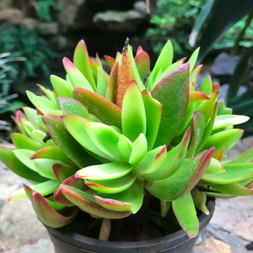 Crassula Capitella Campfire Succulent Plant