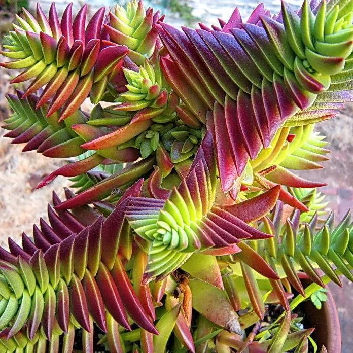 Crassula Capitella Thyrsiflora Succulent Plant