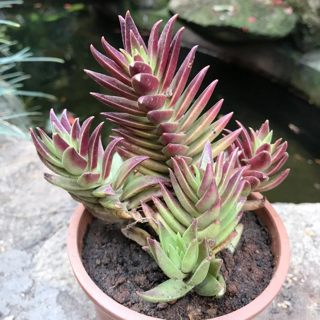 Crassula Capitella Thyrsiflora Succulent Plant