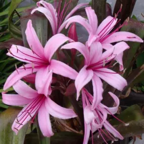 Crinum Menehune (Bulbs)