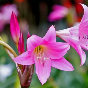 Crinum Powellii (Bulbs)