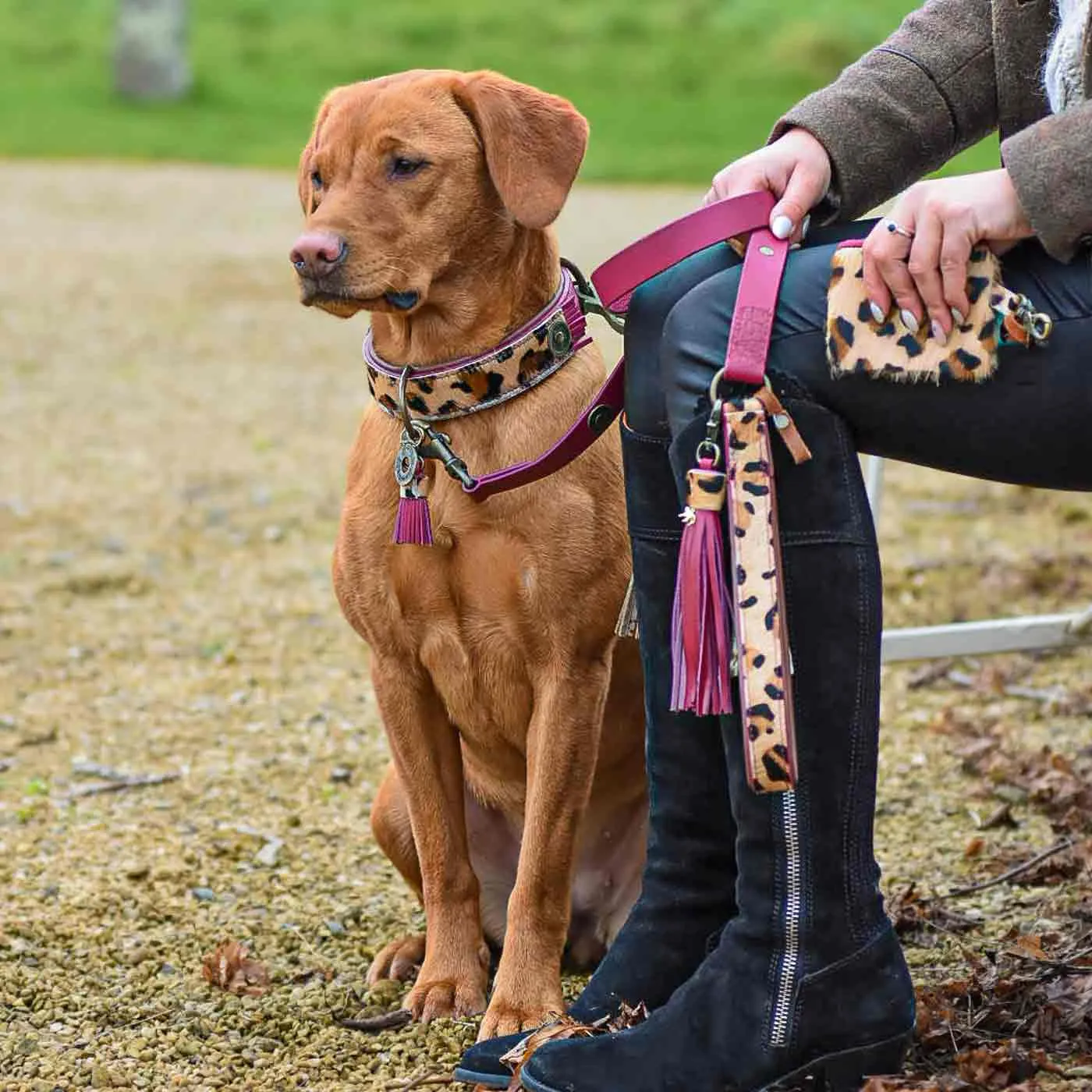 Lou Lou Dog Collar by DWAM