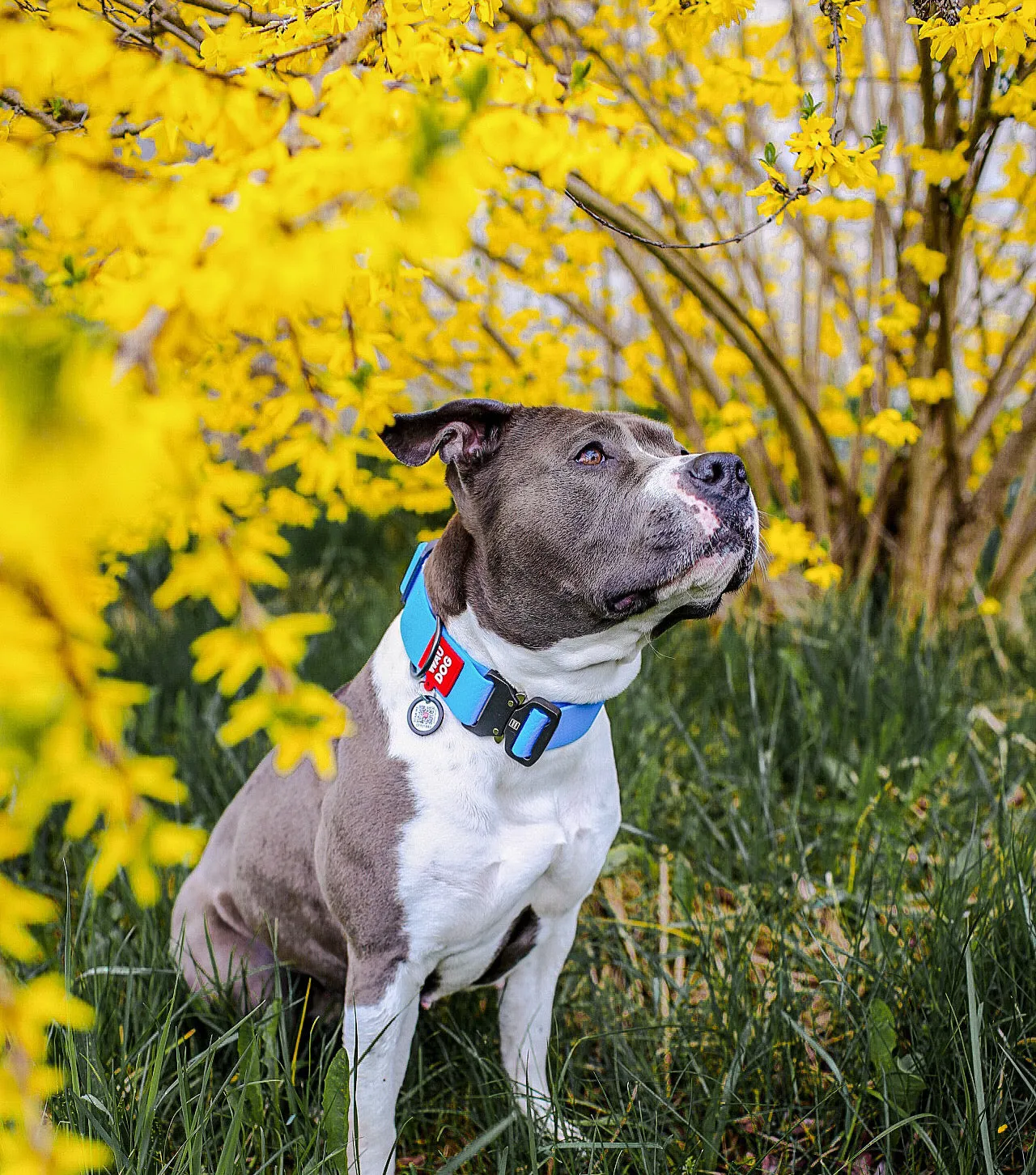 Waudog Waterproof Collar with QR Passport - Blue